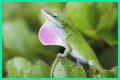 Are Green Anole Lizards Good Pets?