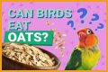 Can Birds Eat Herbs? - Kylon Powell