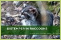 Can Raccoons Get Distemper? - Kylon Powell