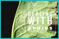 Does Sulphur Kill Aphids? - Kylon Powell