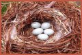 How To Make Bird Eggs?