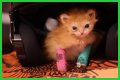 Tater Tot Kitten Died: How Tater Tot’s Heartwarming Life Ended
